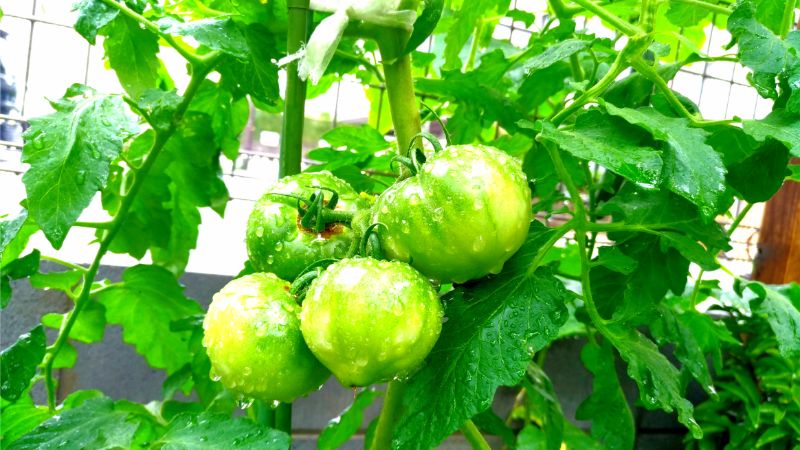園庭トマト写真
